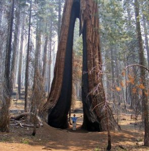Walking through Yosemite National Park