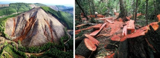 Illegal and unethical logging practices exemplified here are unsustainable and can potentially cause landslides. 